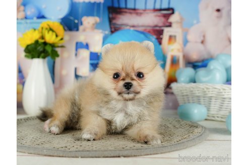 成約済の千葉県のポメラニアン-319450の5枚目