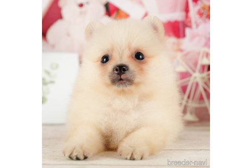 成約済の千葉県のポメラニアン-319451の3枚目