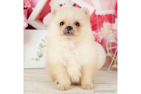 成約済の千葉県のポメラニアン-319451の4枚目