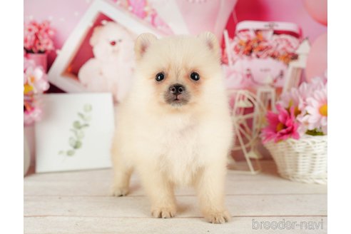 成約済の千葉県のポメラニアン-319451の5枚目