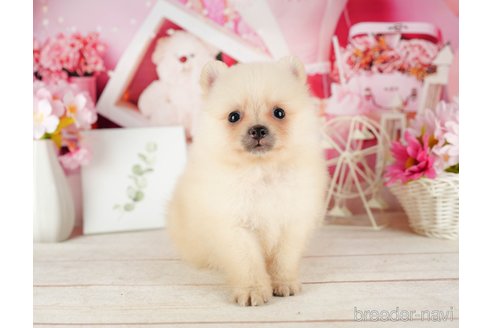 成約済の千葉県のポメラニアン-319451の2枚目