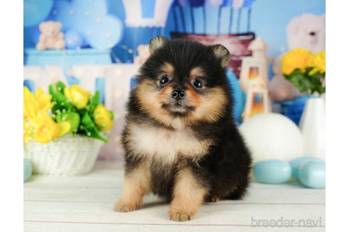 成約済の千葉県のポメラニアン-319453の3枚目