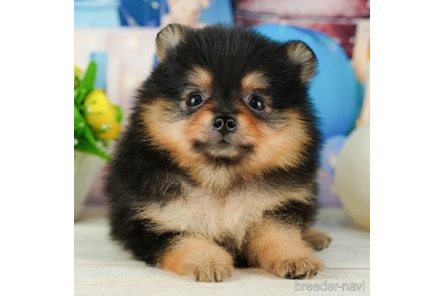 成約済の千葉県のポメラニアン-319453の1枚目