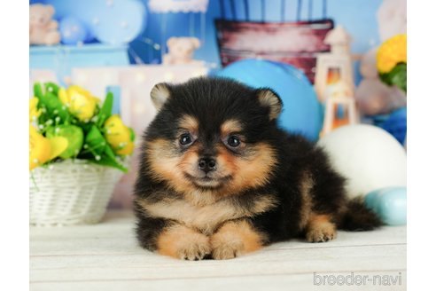 成約済の千葉県のポメラニアン-319453の5枚目