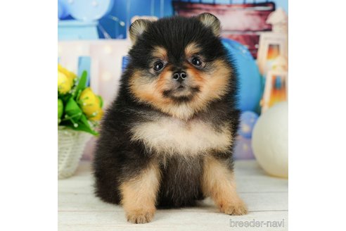 成約済の千葉県のポメラニアン-319453の4枚目