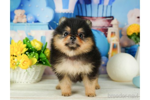 成約済の千葉県のポメラニアン-319453の2枚目