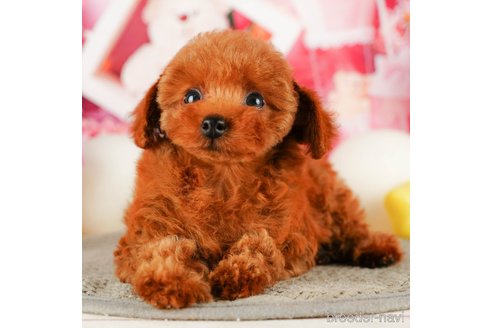 成約済の千葉県のタイニープードル-319454の9枚目