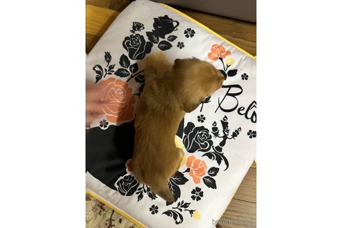 成約済の熊本県のミニチュアダックスフンド(ロングヘアード)-319495の2枚目