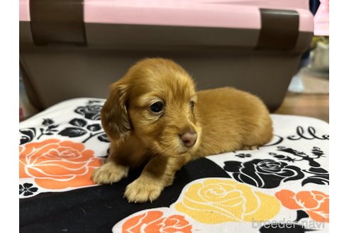 成約済の熊本県のミニチュアダックスフンド(ロングヘアード)-319495の4枚目