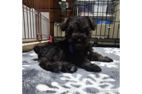 成約済の岡山県のミニチュアシュナウザー-313758の25枚目