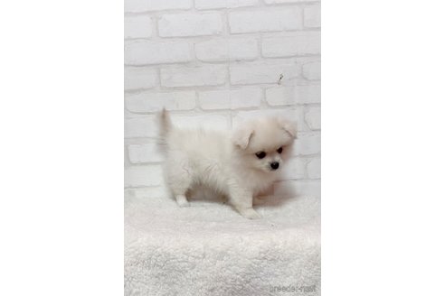 成約済の北海道のミックス犬-315421の4枚目