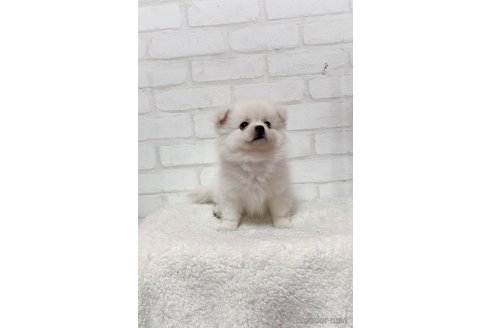 成約済の北海道のミックス犬-315421の5枚目