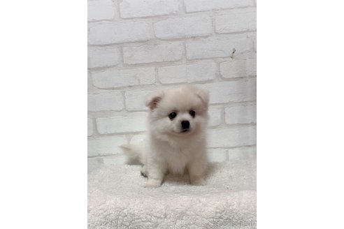 成約済の北海道のミックス犬-315421の6枚目
