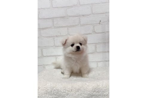 成約済の北海道のミックス犬-315421の2枚目