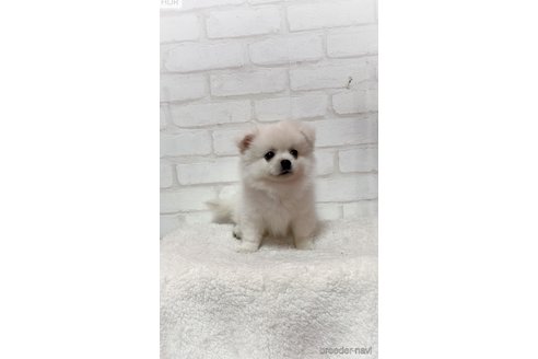 成約済の北海道のミックス犬-315421の1枚目
