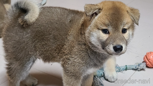 成約済の静岡県の柴犬-318873の4枚目