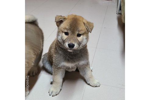 成約済の静岡県の柴犬-318873の3枚目