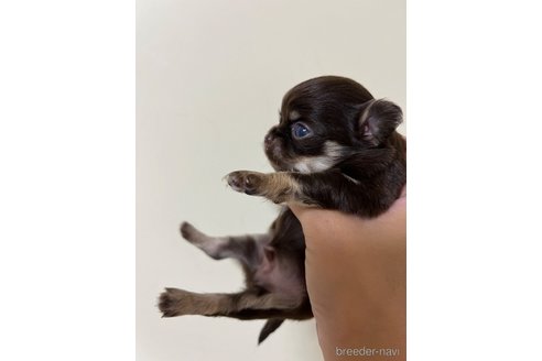 成約済の熊本県のチワワ(ロングコート)-319546の3枚目