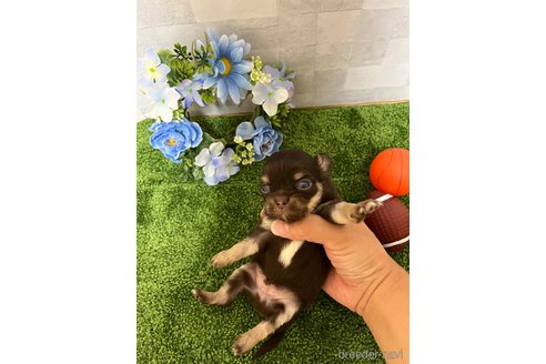 成約済の熊本県のチワワ(ロングコート)-319546の2枚目