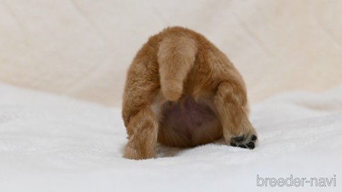 成約済の岡山県のゴールデンレトリーバー-319553の2枚目
