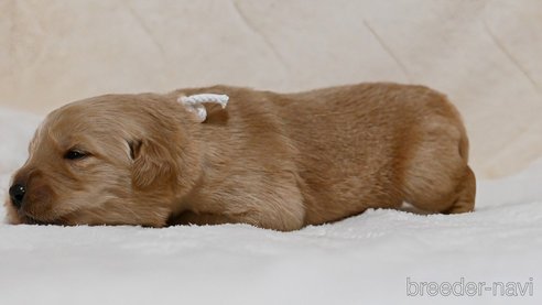 成約済の岡山県のゴールデンレトリーバー-319553の3枚目