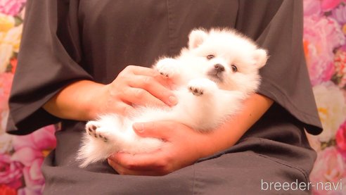 成約済の茨城県の日本スピッツ-317739の6枚目