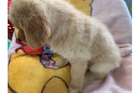 成約済の鹿児島県のゴールデンレトリーバー-315032の2枚目