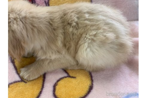 成約済の鹿児島県のゴールデンレトリーバー-315034の3枚目