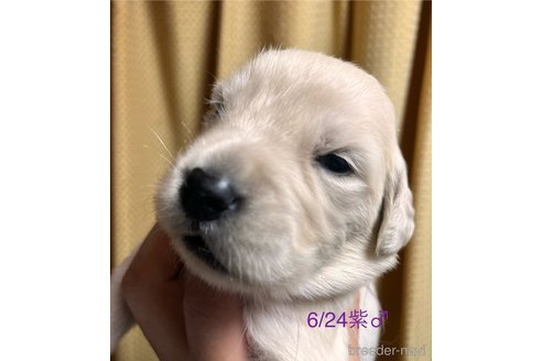 成約済の愛知県のゴールデンレトリーバー-318220の12枚目