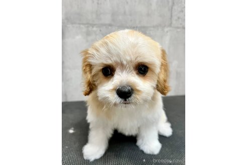 ぷんちゃんちゃん1枚目