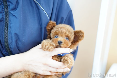 成約済の埼玉県のトイプードル-319643の4枚目