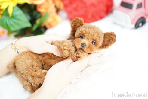 成約済の埼玉県のトイプードル-319643の3枚目