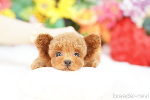 成約済の埼玉県のトイプードル-319643の2枚目