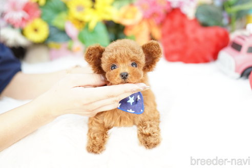 成約済の埼玉県のトイプードル-319643の1枚目