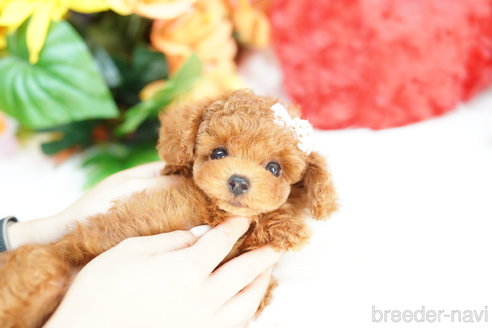 成約済の埼玉県のトイプードル-319648の4枚目