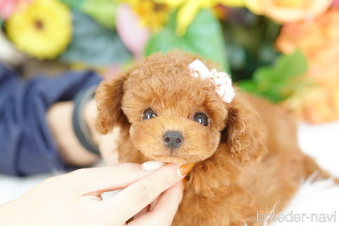 成約済の埼玉県のトイプードル-319648の3枚目