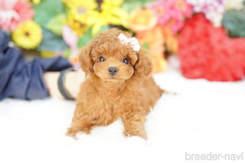 成約済の埼玉県のトイプードル-319648の2枚目