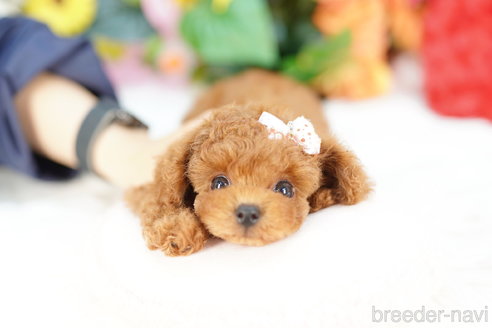 成約済の埼玉県のトイプードル-319648の1枚目