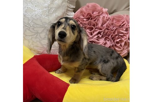 成約済の栃木県のミニチュアダックスフンド(ロングヘアード)-316660の3枚目