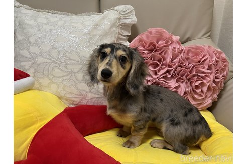 成約済の栃木県のミニチュアダックスフンド(ロングヘアード)-316660の2枚目