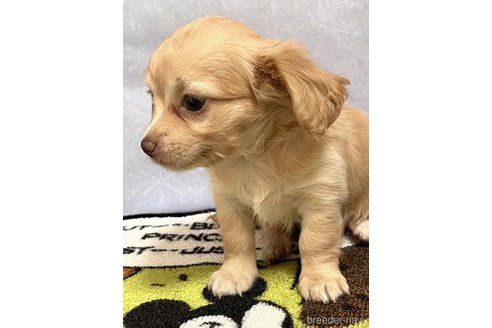 神奈川県のチワックス:チワワ×ミニチュアダックスフンド|男の子 神奈川県のチワックス:チワワ×ミニチュアダックスフンド|男の子