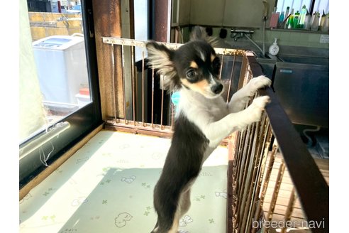 成約済の岐阜県のポメチワ:ポメラニアン×チワワ-316541の3枚目