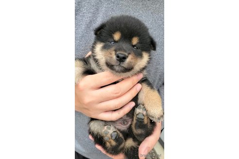 成約済の大阪府の柴犬-318229の5枚目