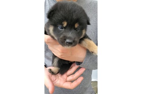 成約済の大阪府の柴犬-318230の4枚目