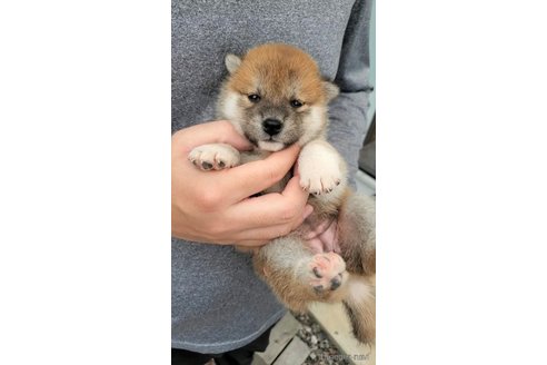 成約済の大阪府の柴犬-318228の5枚目
