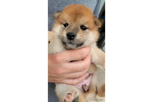 成約済の大阪府の柴犬-318227の3枚目