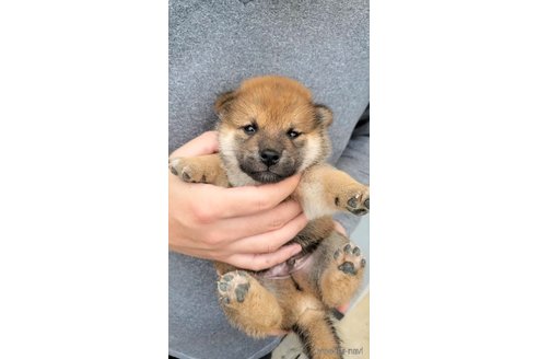 成約済の大阪府の柴犬-318226の5枚目