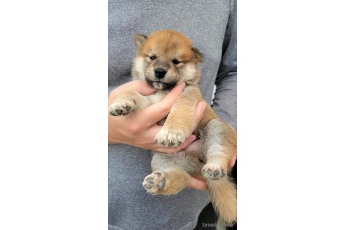 成約済の大阪府の柴犬-318225の4枚目