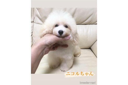 ニコルちゃん1枚目