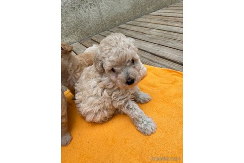 成約済の長野県のトイプードル-316956の3枚目